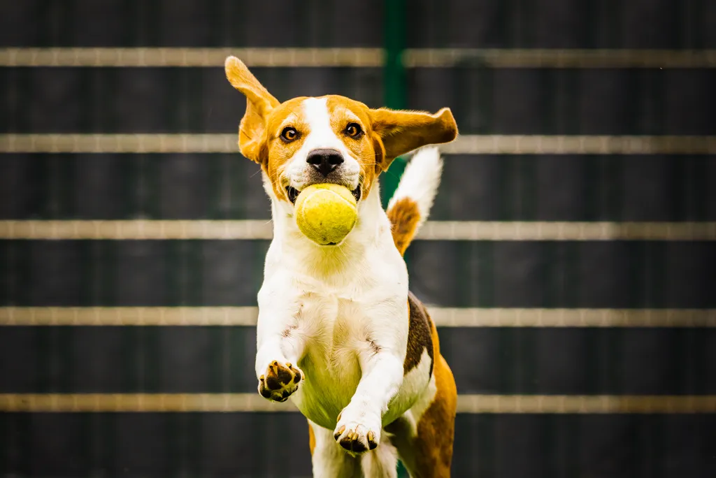 Why is it called pickleball